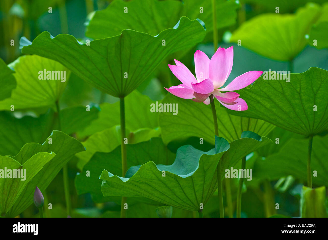 Garten von Lotus Wally Lilly in Beihai-See, Beihai-Park, Peking, China Stockfoto