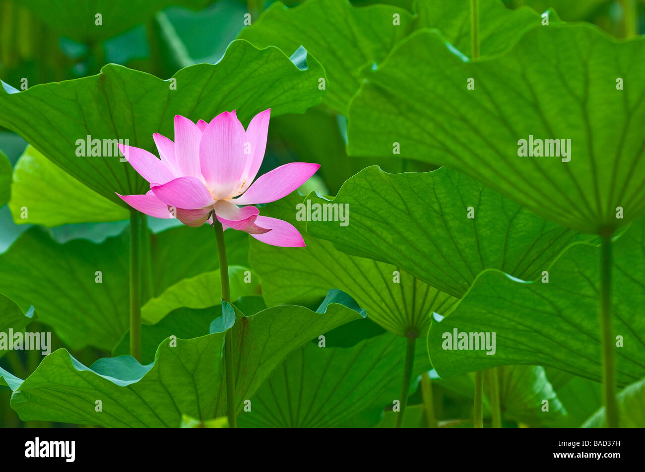 Garten von Lotus Wally Lilly in Beihai-See, Beihai-Park, Peking, China Stockfoto