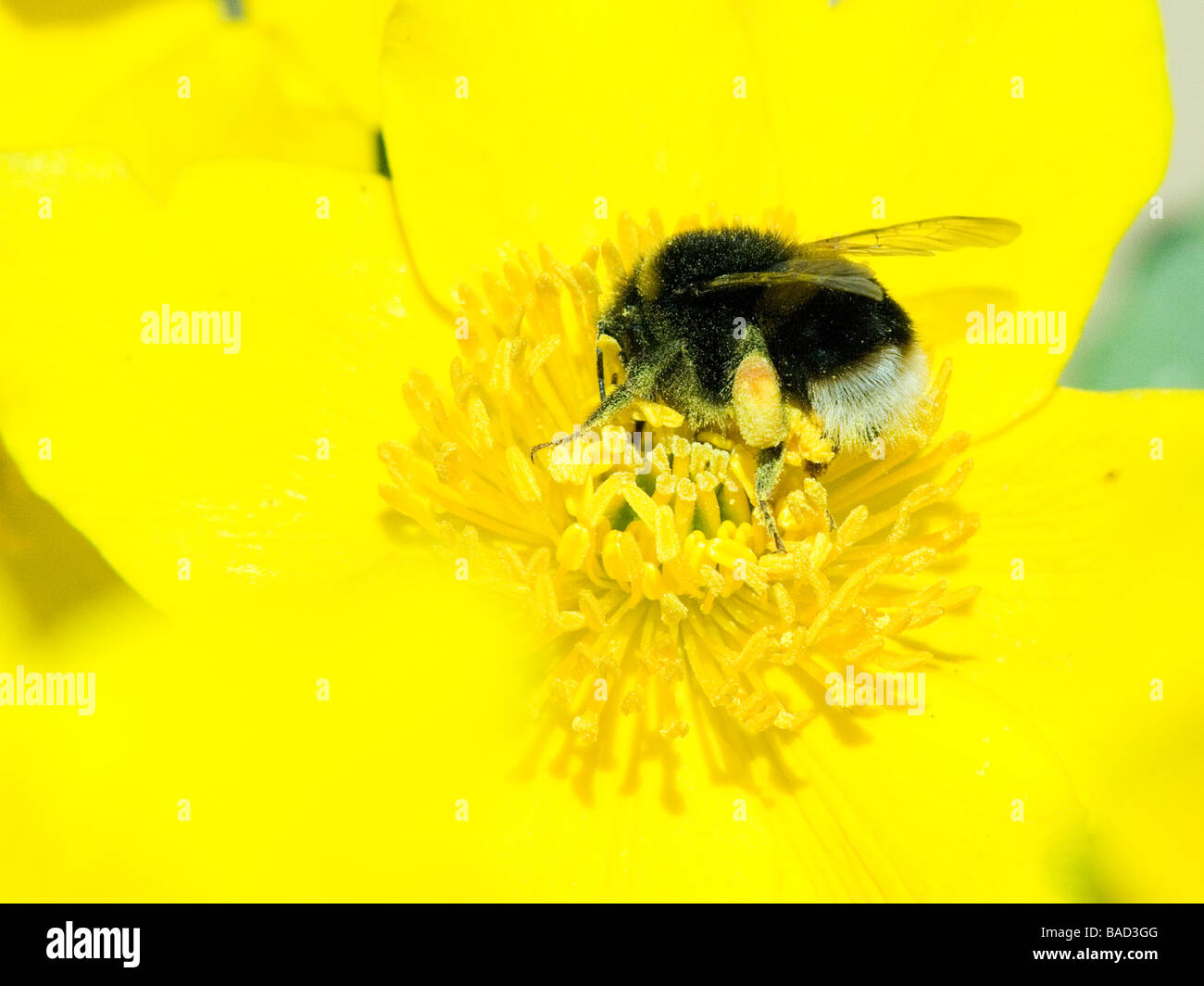 Eine Hummel, sammeln von Pollen von einer Blume gelb Marsh marigold Stockfoto
