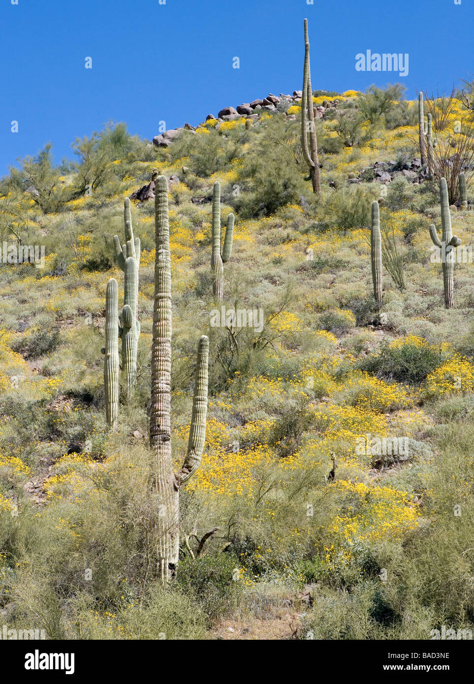 Encilia Farinosa spröde Bush ist ein Mitglied der Sonnenblume-Familie, die diese in der Nähe ein Saguaro-Kaktus in Arizona blühten Stockfoto