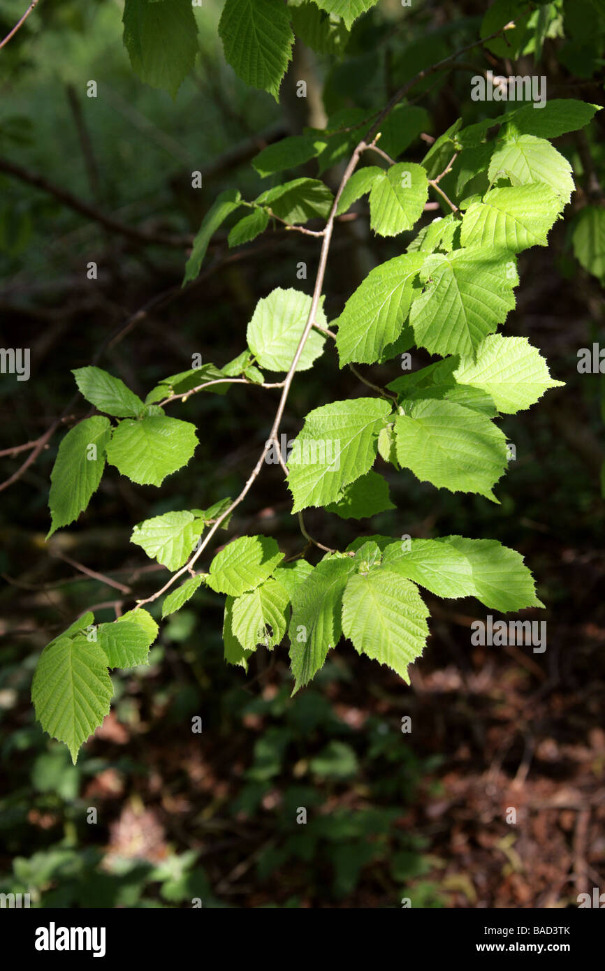 Gemeinsamen Hazel Baum Blätter, Corylus Avellana, Betulaceae Stockfoto
