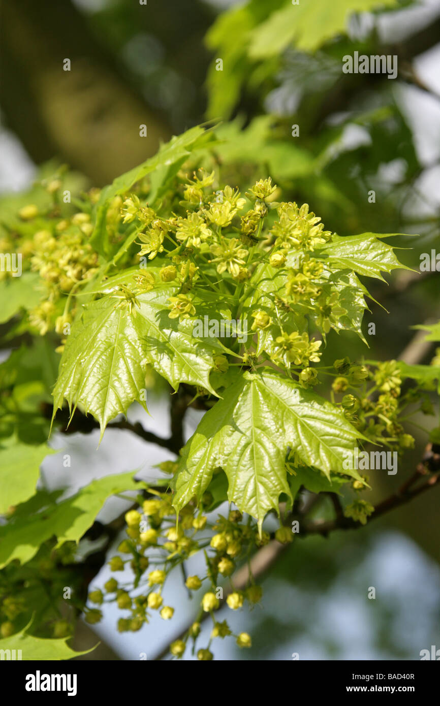 Spitz-Ahorn Blüten, Acer Platanoides, Aceraceae Stockfoto