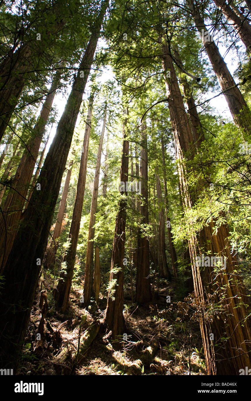 California redwoods Fotos und Bildmaterial in hoher Auflösung Alamy