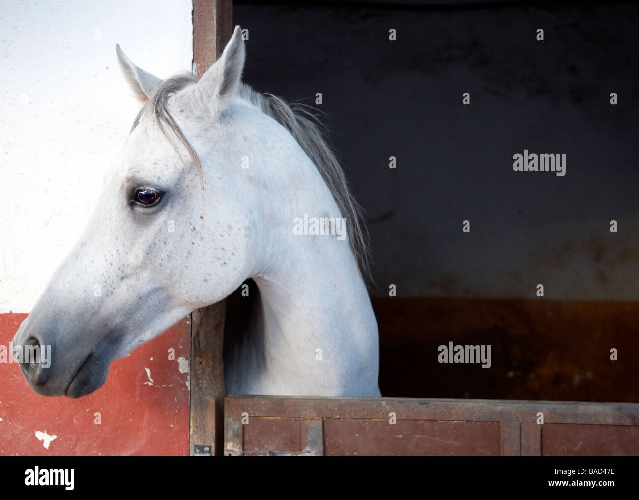 Ein Pferd (Equiden) Stockfoto