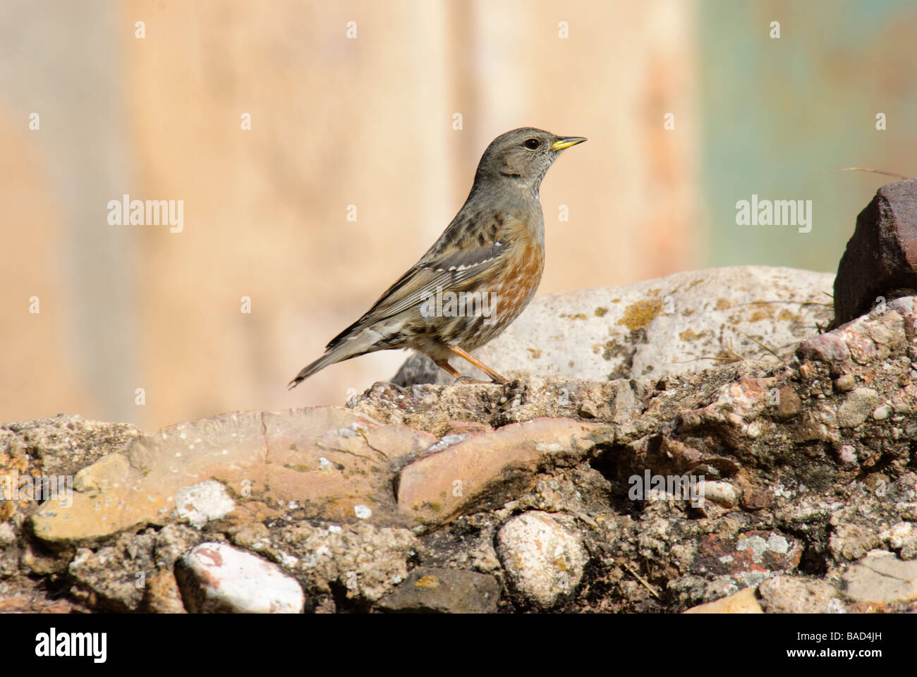 Alpine beobachtet Prunella Collaris stehen auf Felsen Stockfoto