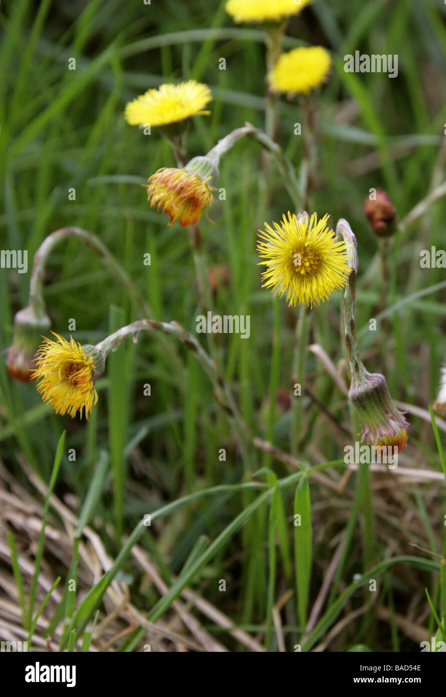 Huflattich, Tussilago Farfara, Asteraceae Stockfoto