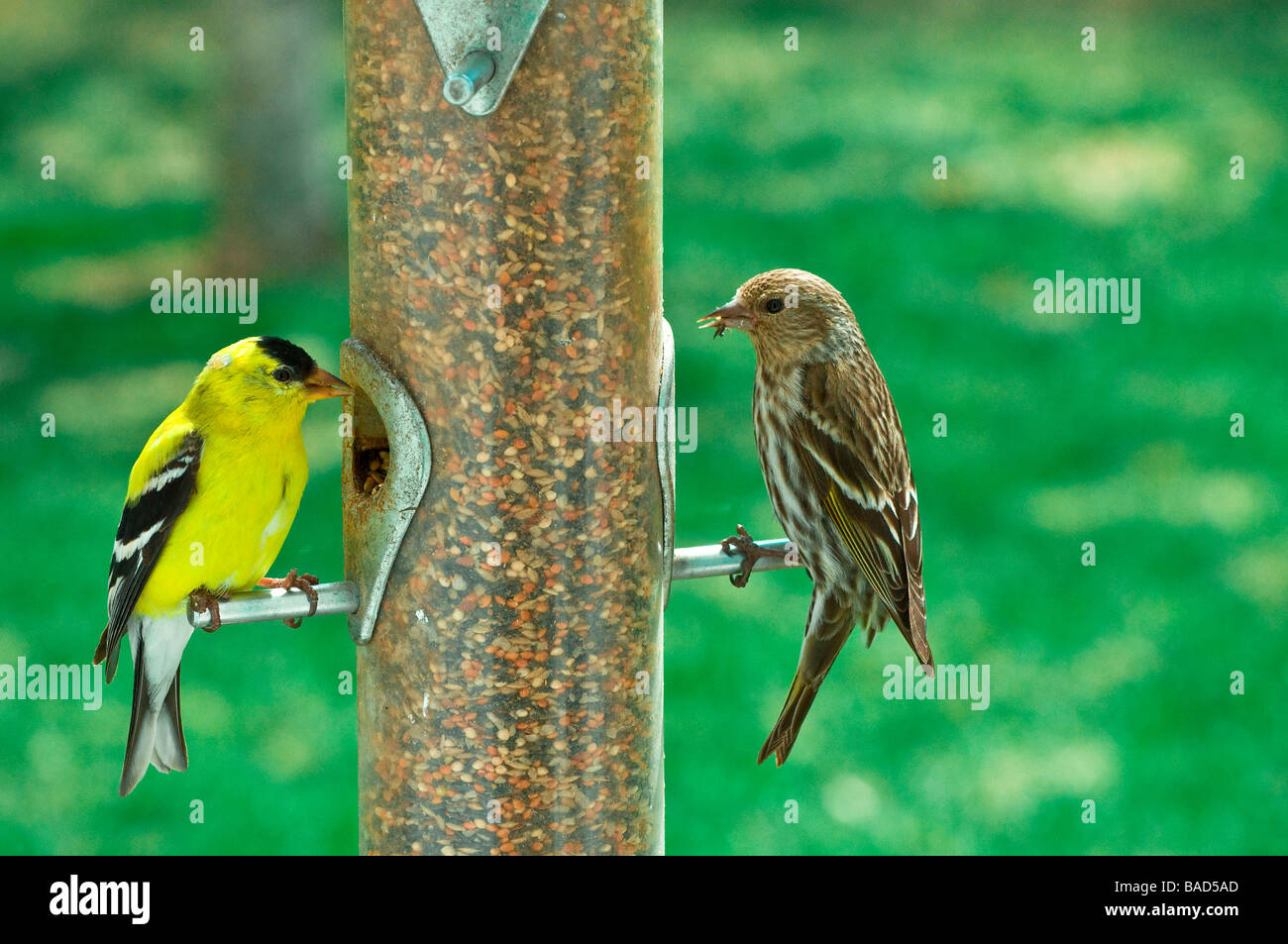 Stieglitz männlich und Kiefer Zeisig am Futterhäuschen Stockfoto