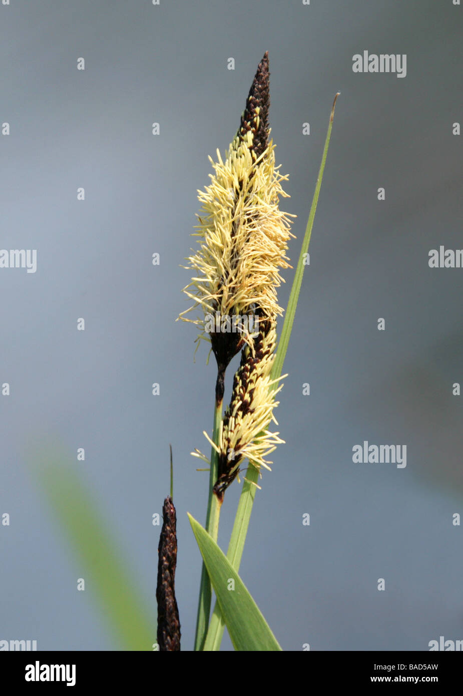 Kleiner Teich Segge, Carex Acutiformis, Cyperaceae Stockfoto