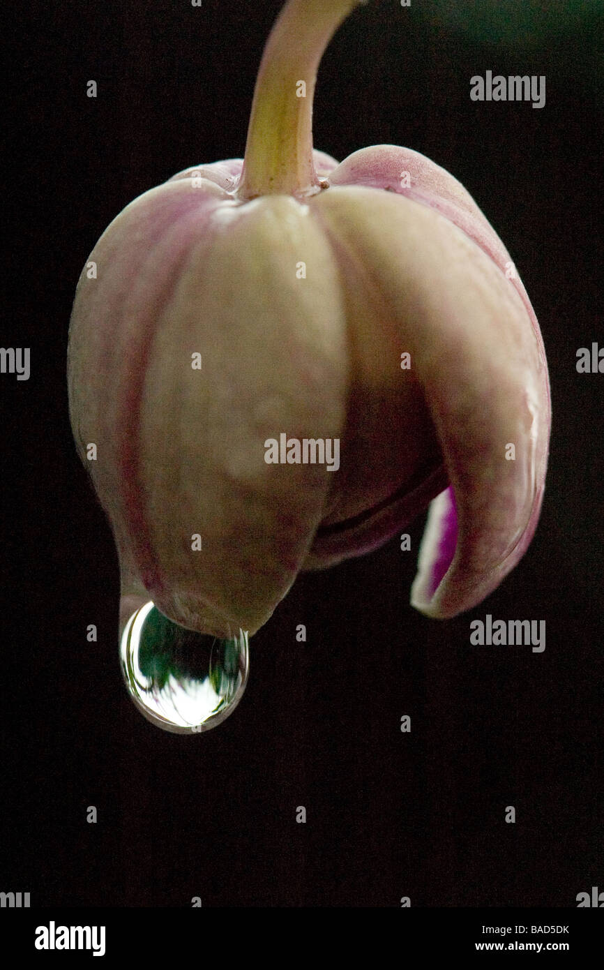 Orchideen blühen mit Regen Tropfen Stockfoto