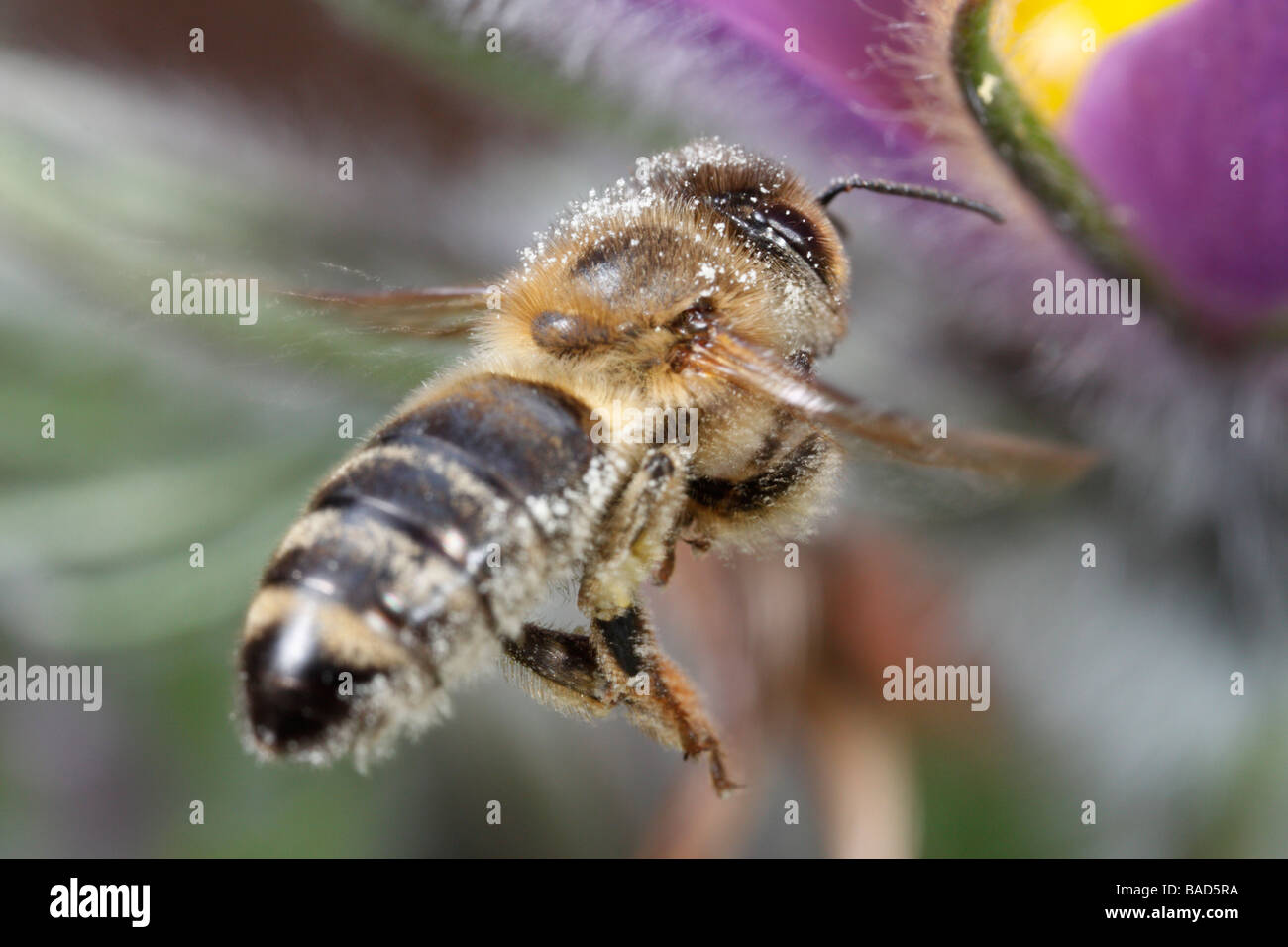 Honigbiene (Apis mellifera) im Flug Stockfoto
