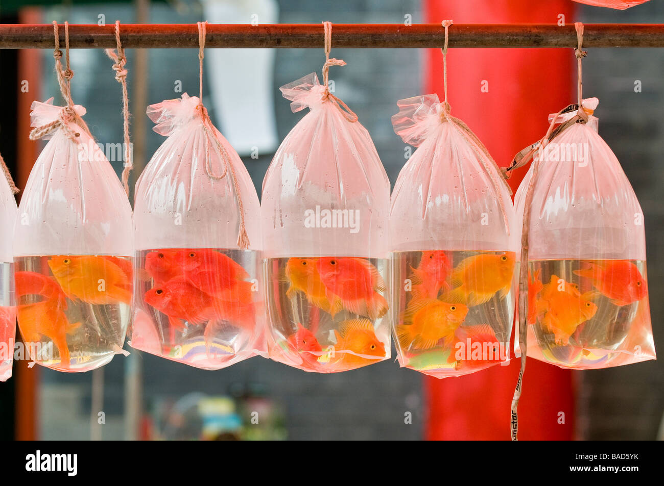 Tropische Fische zu verkaufen sind in Plastiktüten, Shilihegiao Pet-Markt ausgesetzt. Peking, China Stockfoto