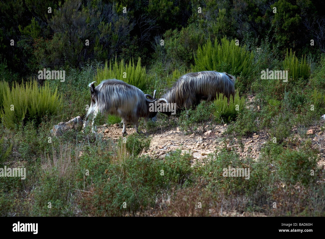 Zwei korsische Mufflons kämpfen in den Bergen in der Nähe von Piana Korsika Frankreich Stockfoto