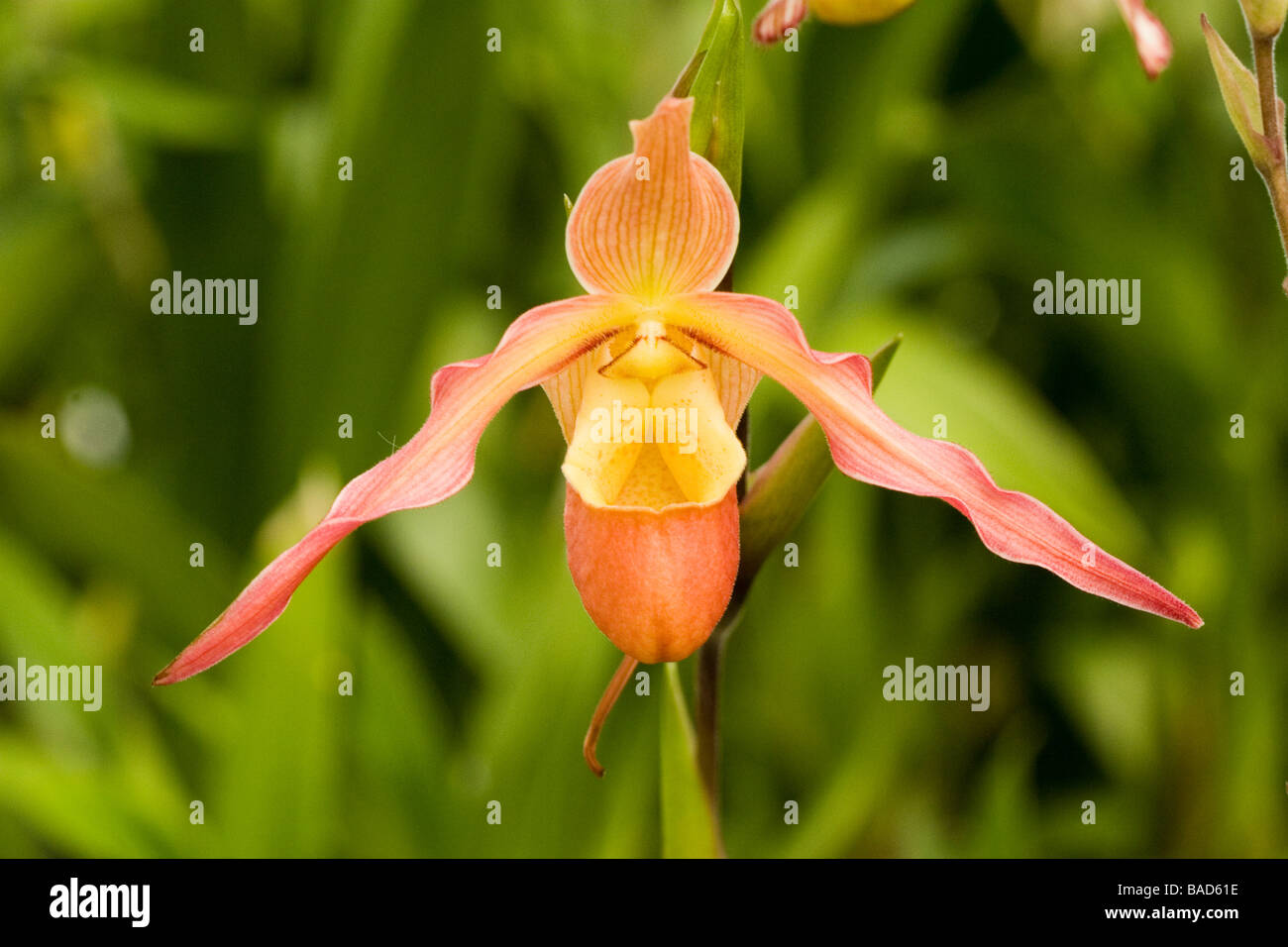 Lady Slipper Stockfoto