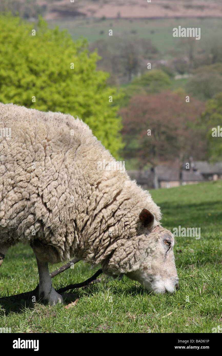 Schafe auf einer Farm in U.K Stockfoto