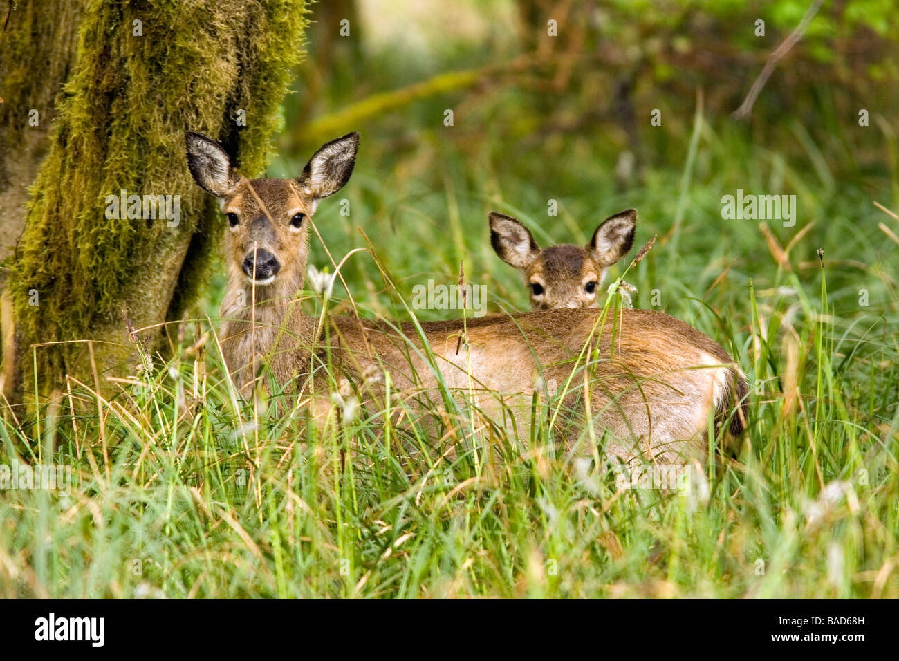 Mutter und Baby schwarz - Tailed Hirsche - Cape Enttäuschung State Park, Washington Stockfoto