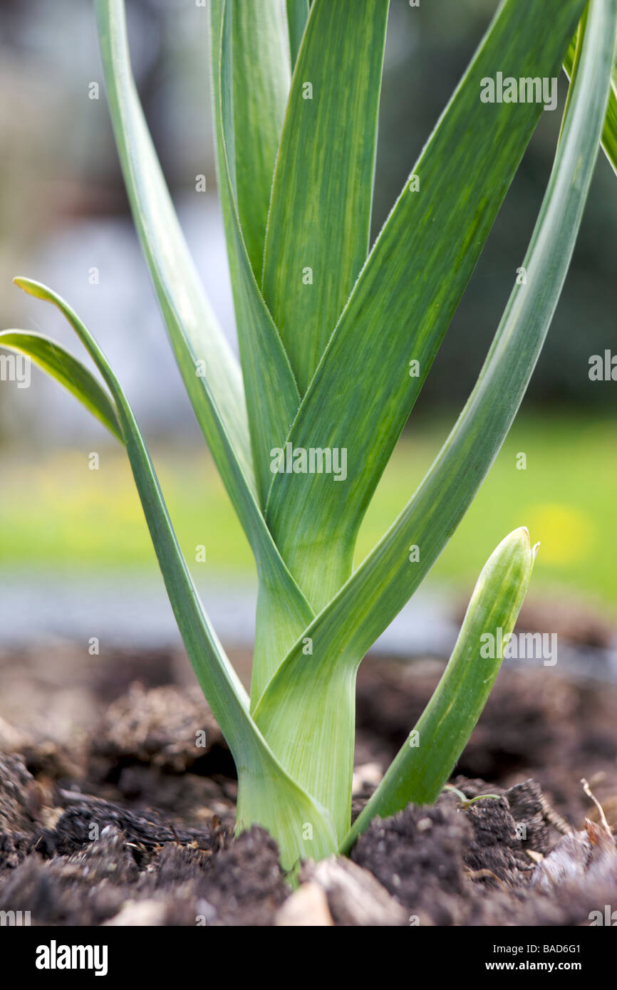 Knoblauch-Blätter Stockfoto