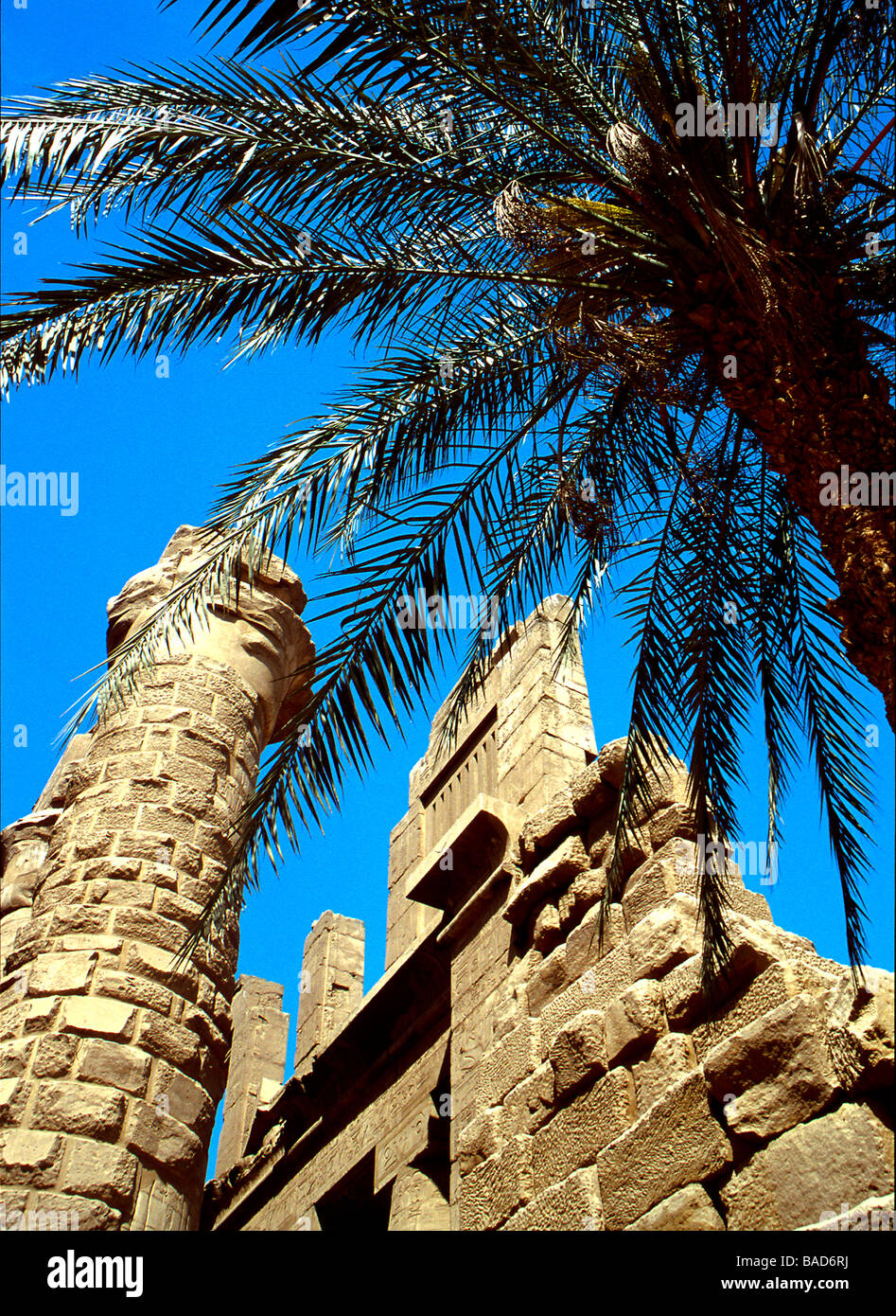 Karnak-Tempel und Palme in Luxor, Ägypten Stockfoto