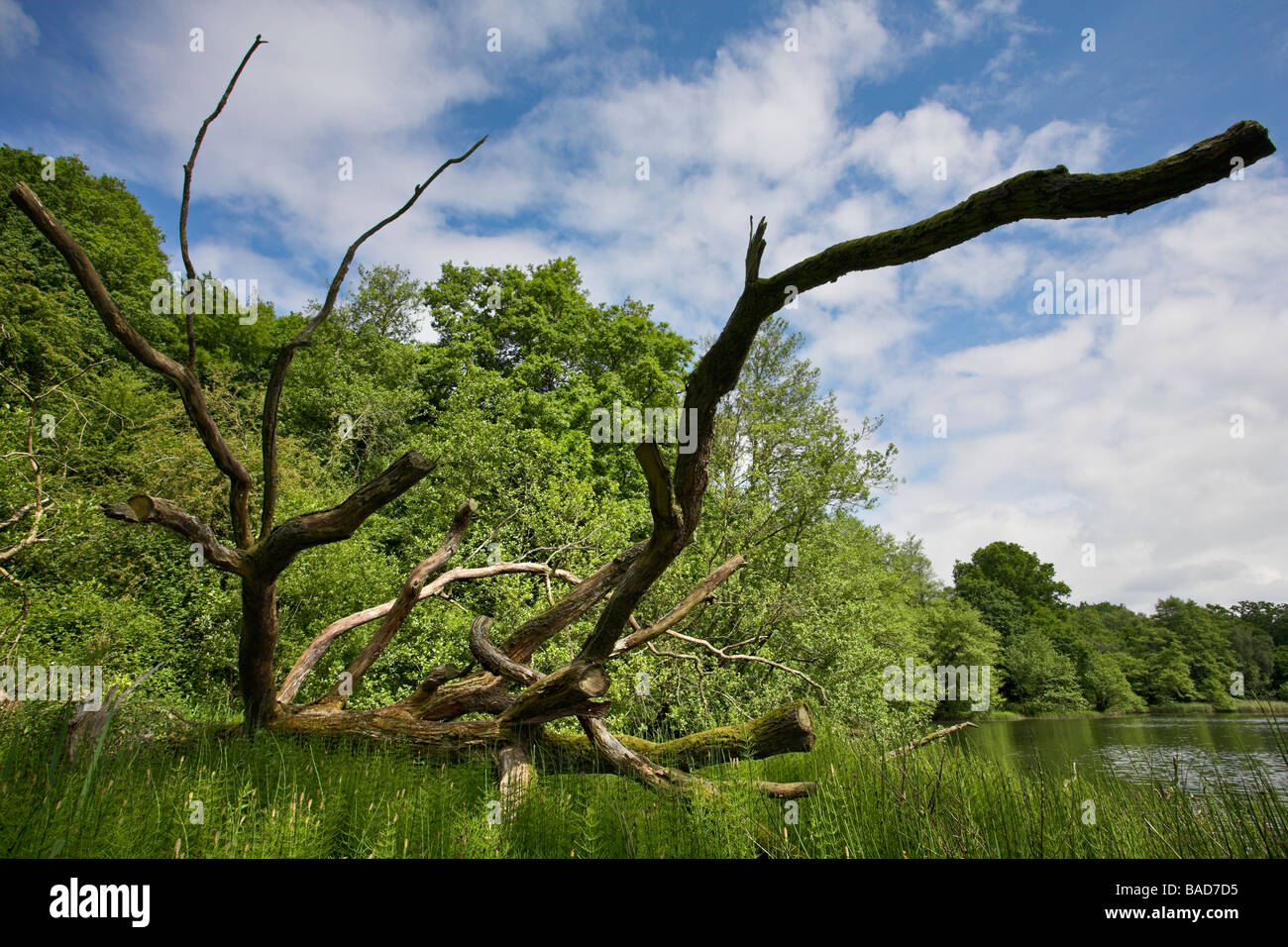 Umgestürzten Baum am Cannop Teiche, Forest of Dean Stockfoto