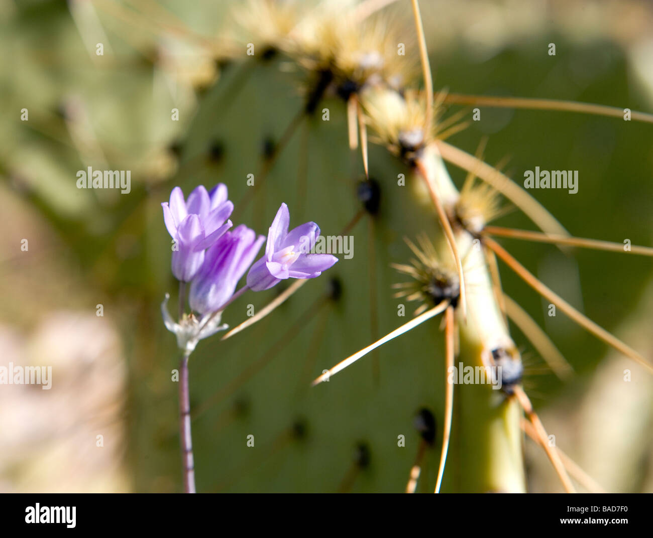 Kleine lila wilde Zwiebel Blumen blühen unter die Dornen der Kakteen in Arizona Stockfoto