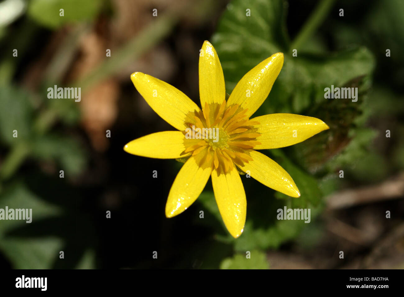 Kleinen Schöllkraut Ranunculus Ficaria Familie Butterblume Blume in Nahaufnahme Makro-Detail mit Symmetrie und Struktur Stockfoto