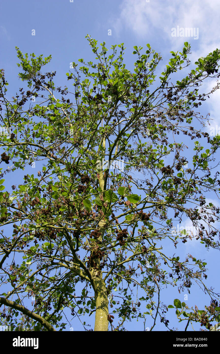 Black Alder and Catkins, Alnus glutinosa, Betulaceen. GROSSBRITANNIEN Stockfoto