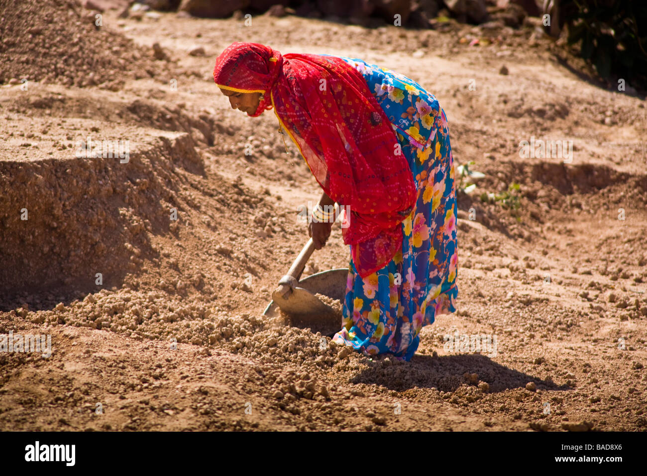 Frau Arbeiter arbeiten auf dem Land, Keechen, in der Nähe von Phalodi, Rajasthan, Indien Stockfoto