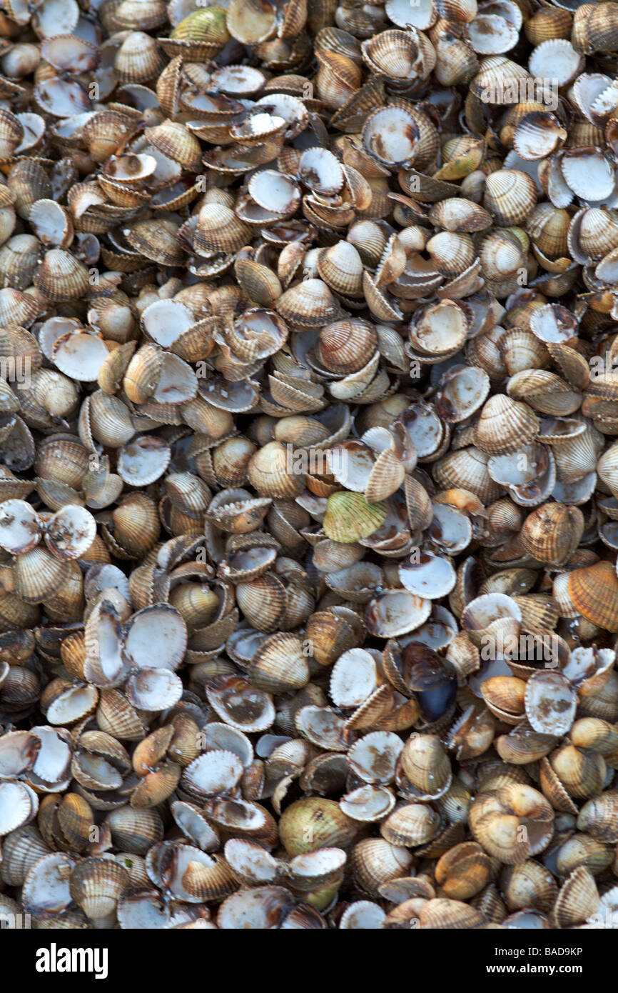 Herzmuschel-Muscheln in einem Haufen an Leigh am Meer Stockfoto