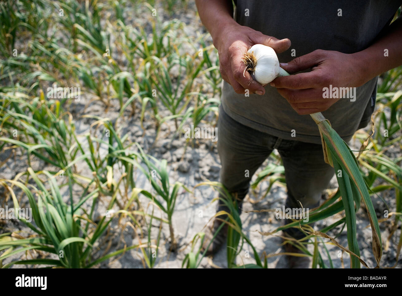 Frankreich, Ille et Vilaine, Cherrueix, Zwiebeln in weißer Farmer Herr Vaevien Ernte Stockfoto