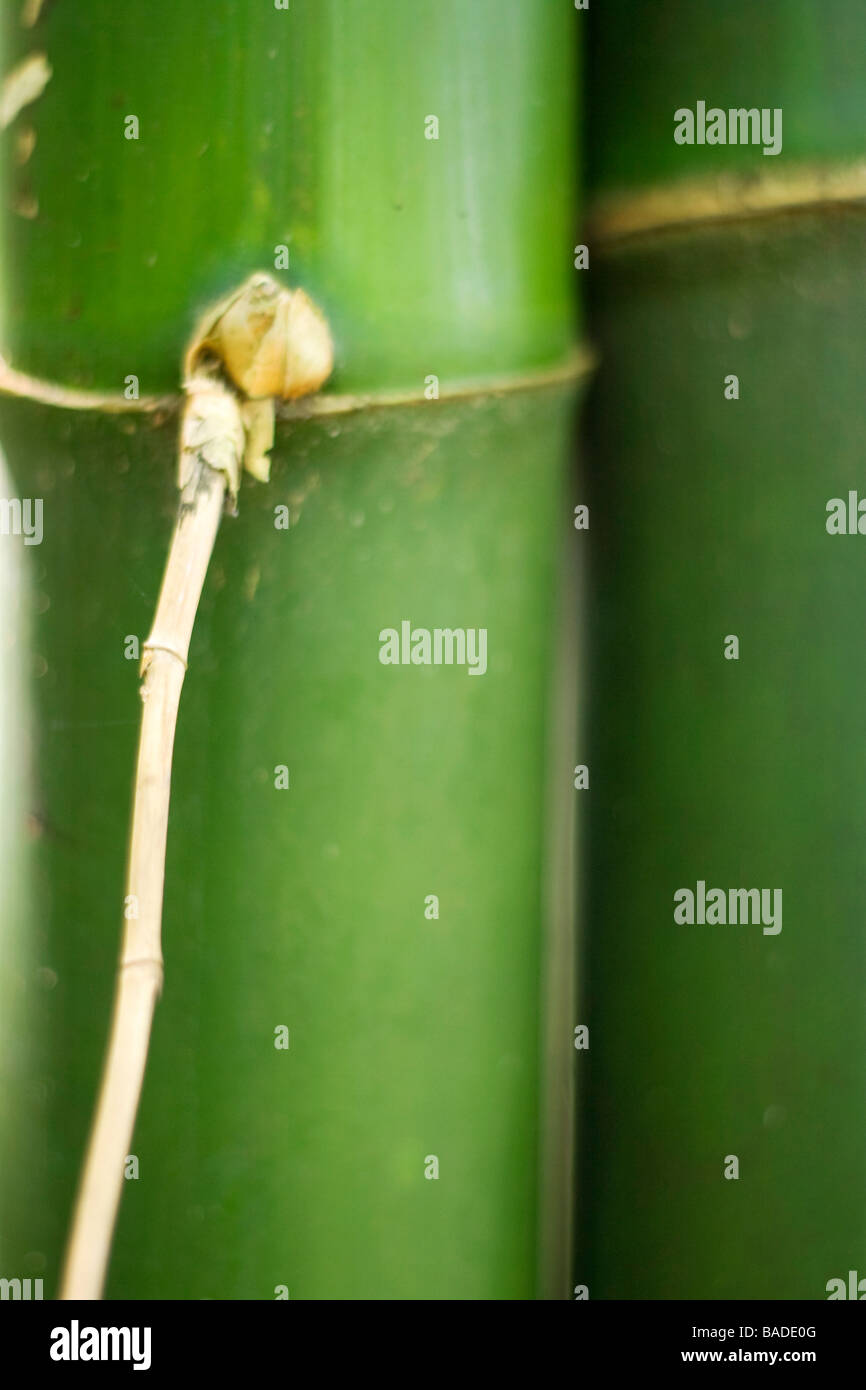 Detail des Bambus hautnah Stockfoto