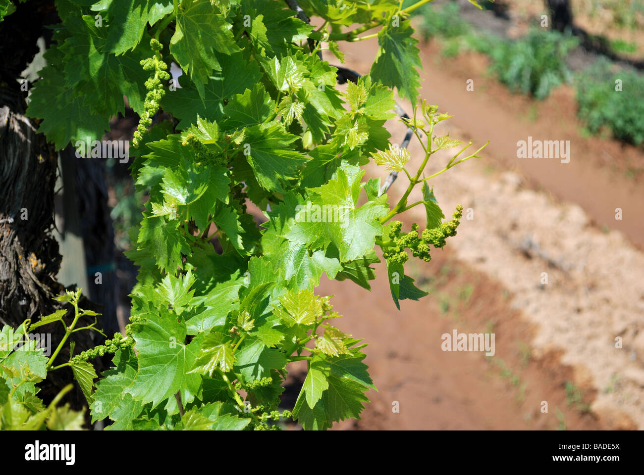 Thompson kernlose Trauben im Frühling Stockfoto