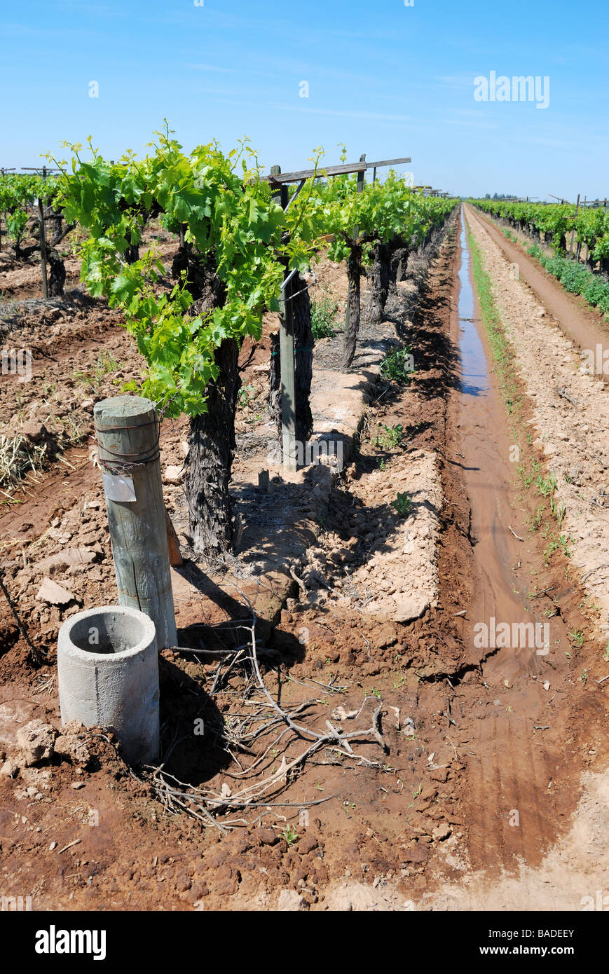 Thompson-Traube Weinberg bereit für Flut-Bewässerung im zeitigen Frühjahr, Central Valley von Kalifornien Vereinigte Staaten Stockfoto