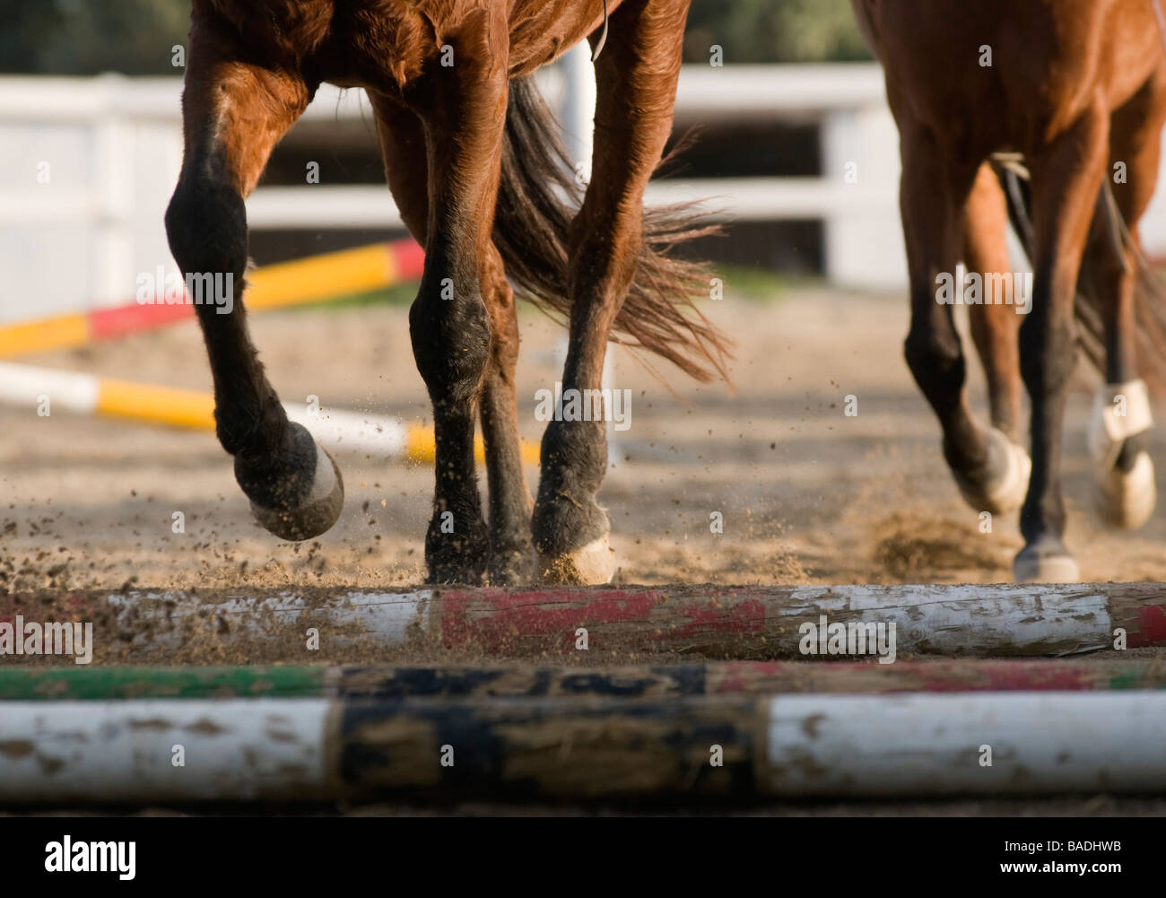 Laufende Pferde (Equiden) Stockfoto