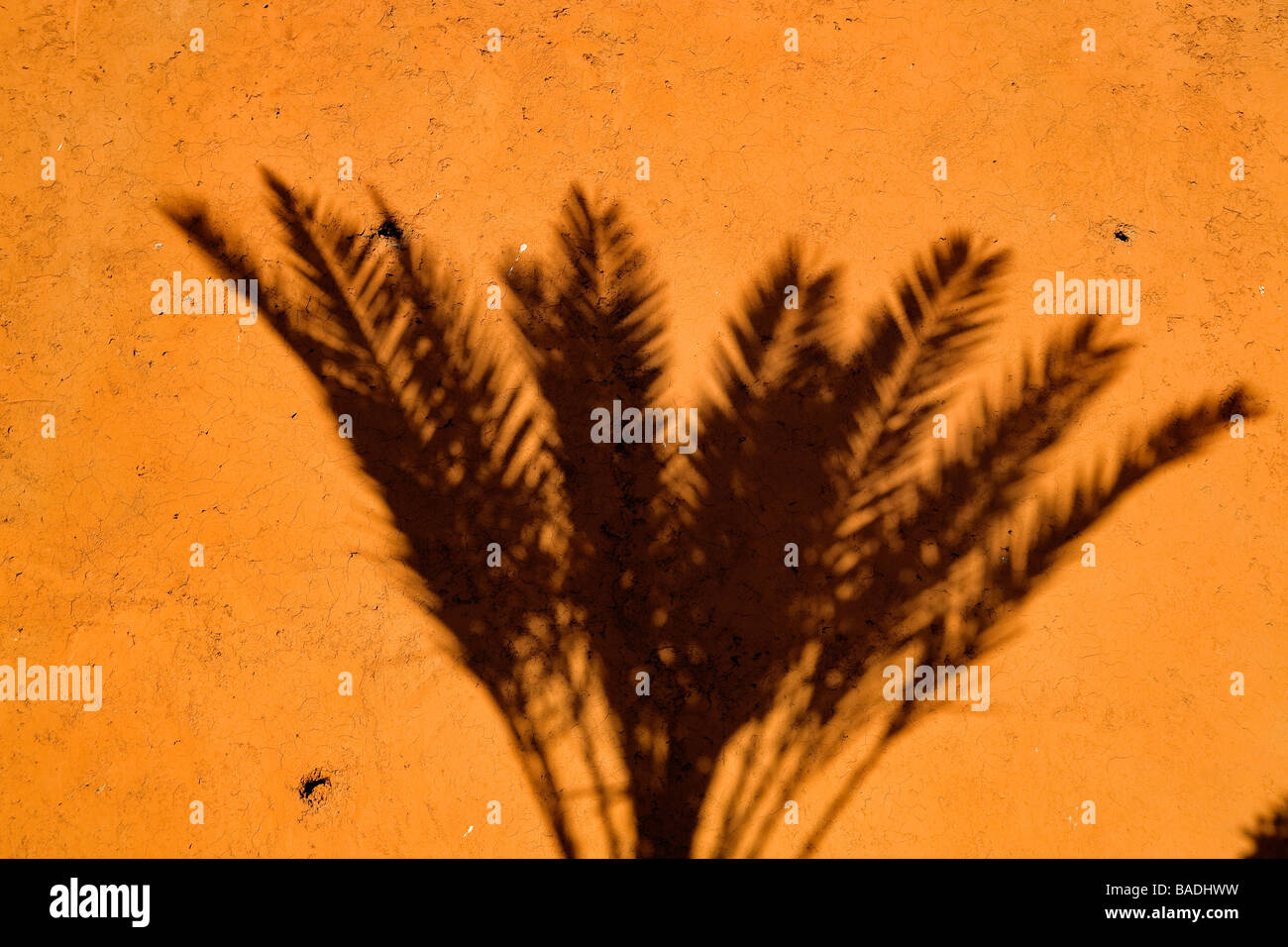 Marokko, Marrakesch, Kaiserstadt, palm Schatten an der Wand Stockfoto