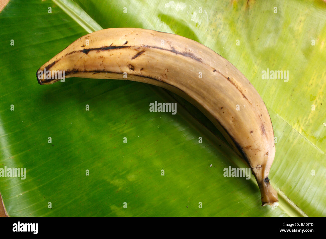 Banane gedämpft ist eine Art von drückt in Kerala & diese Reife Frucht angebaut wird gedämpft und diente während Frühstück oder dessert Stockfoto