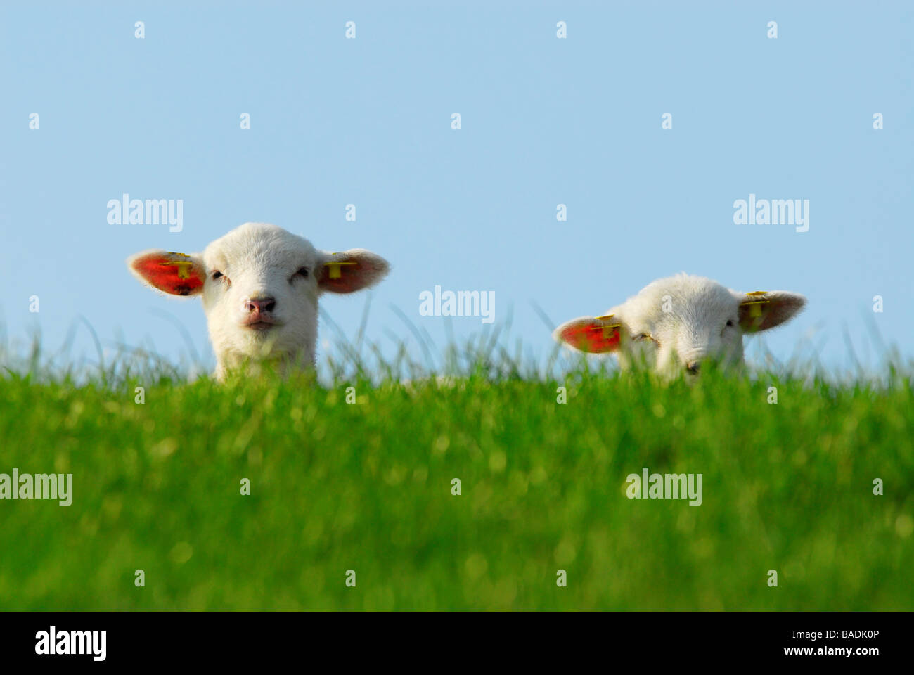 lustiges Bild von niedlichen Lämmer im Frühjahr in Holland Niederlande Stockfoto