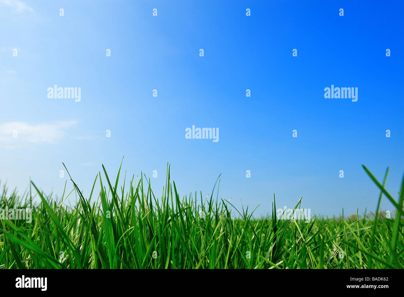frischen grünen Rasen Sommer Hintergrund Stockfoto