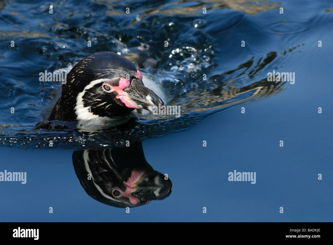 Nahaufnahme von einem Humboldt-Pinguin schwimmen Stockfoto