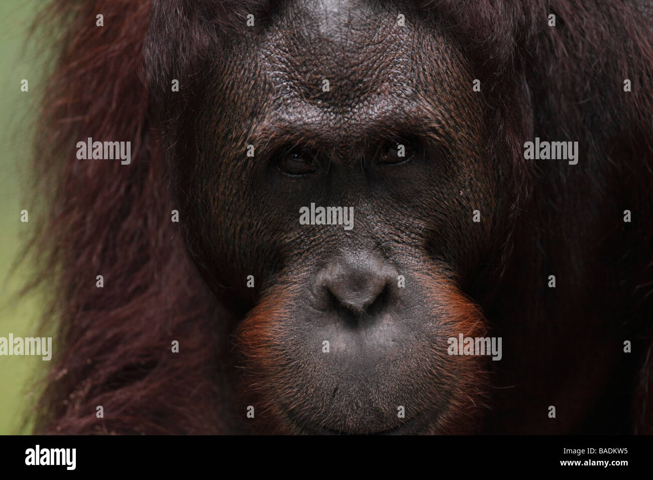 Porträt von Orang-Utan Pongo Pygmaeus Borneo Stockfoto