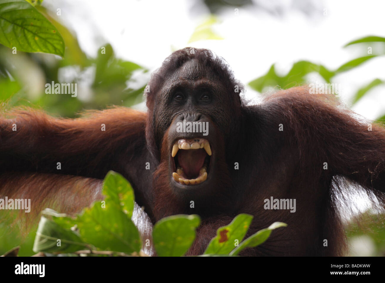 Porträt eines Orang-Utan Kabili Sepilok Rainforest Reserve Sabah Borneo Stockfoto