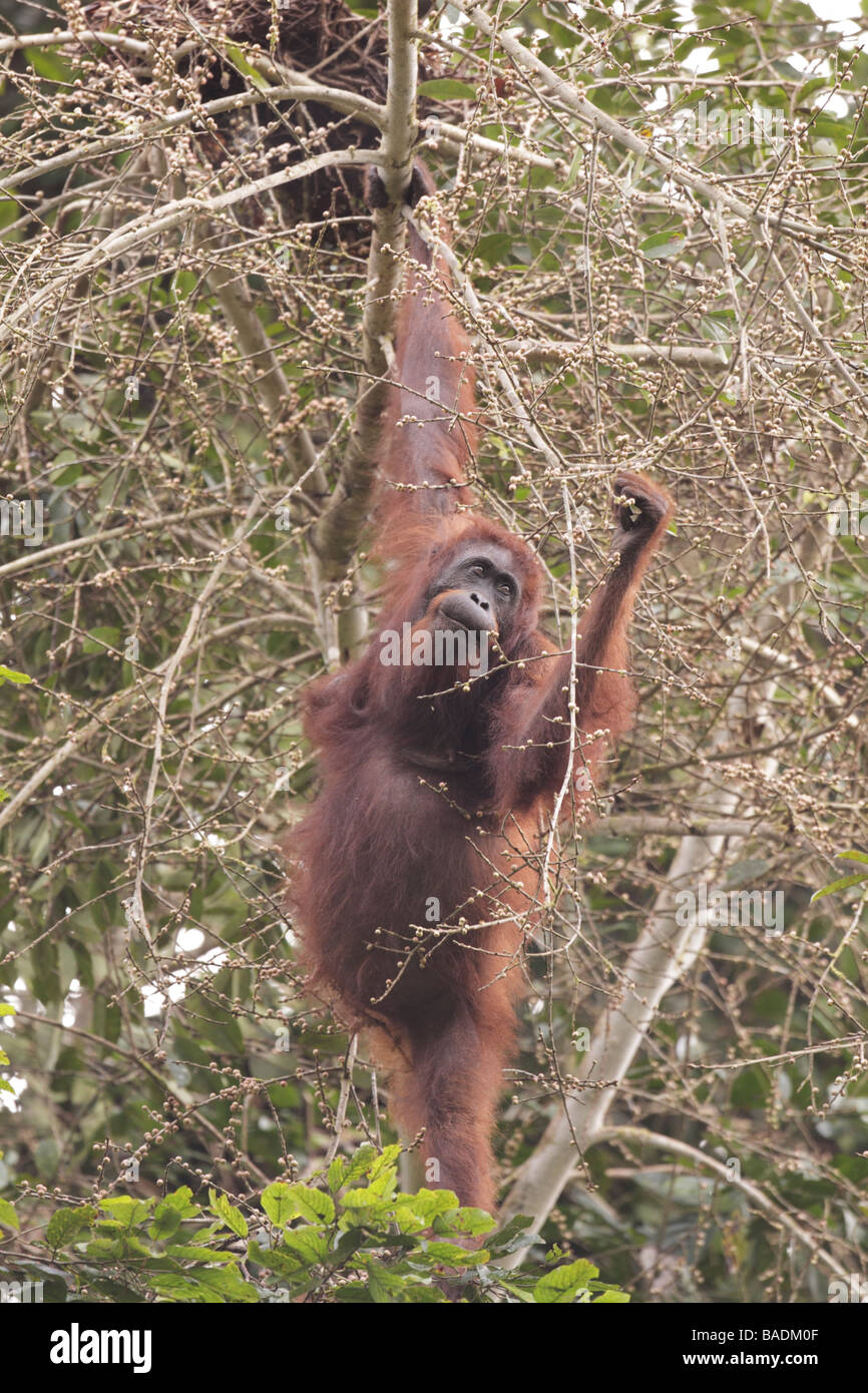 Wilde weibliche Orang-Utan auf Nahrungssuche im Danum Valley Conservation Area Sabah Borneo Stockfoto