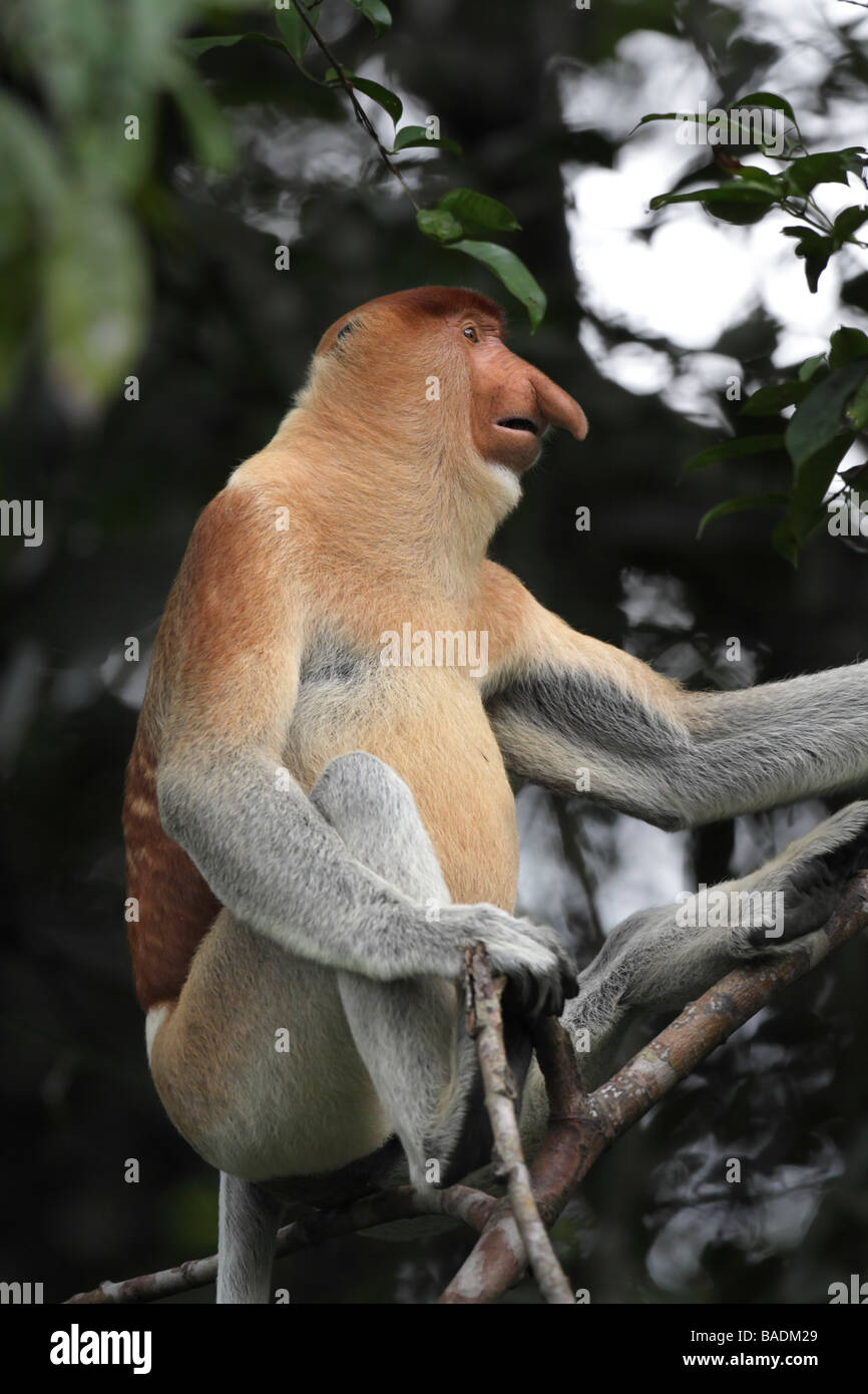 Männliche Proboscis Monkey Nasalis Larvatus unteren Kinabatangan Wildlife Reserve Sabah Borneo Stockfoto