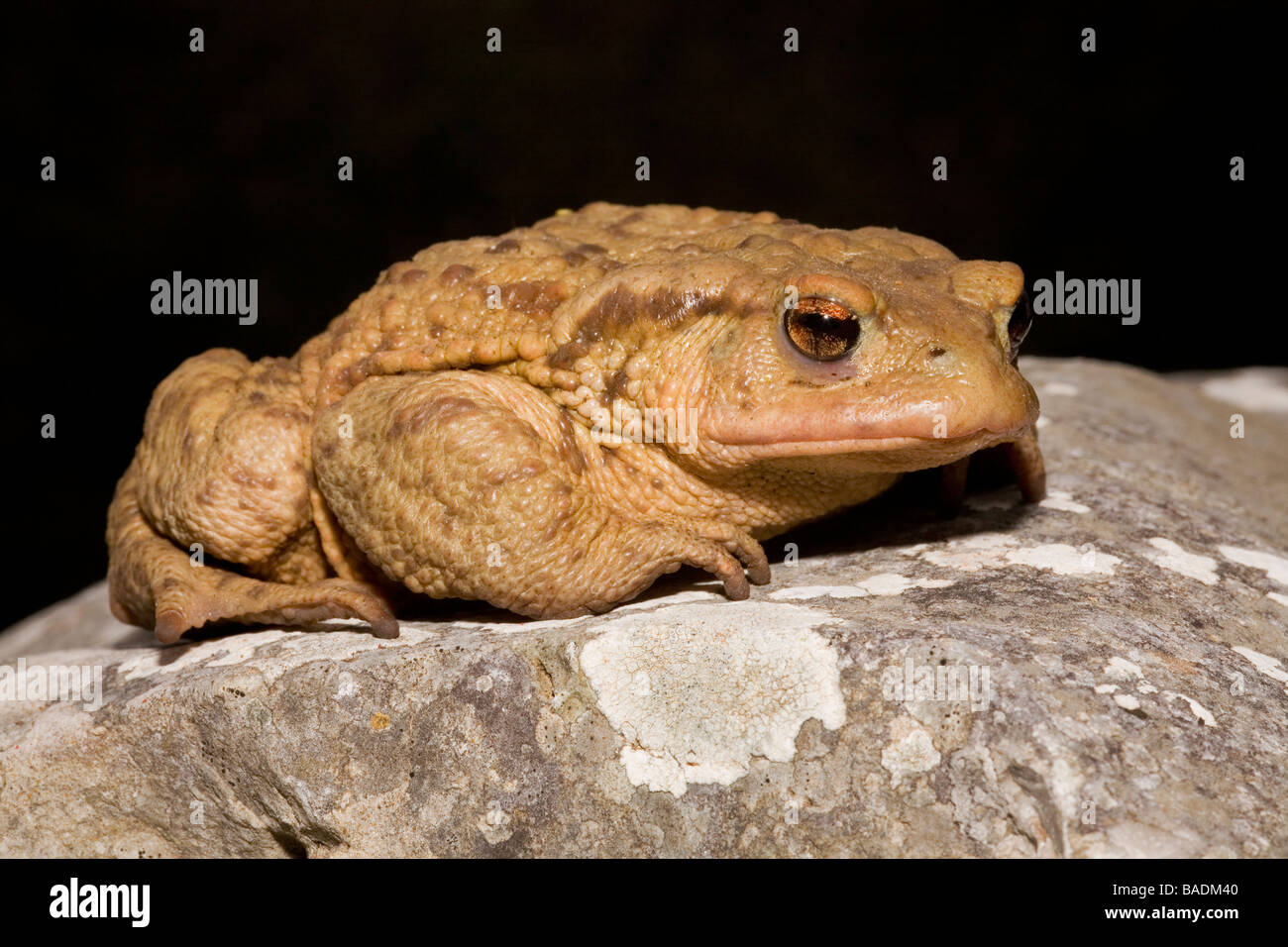 Gemeinsamen Kröte Bufo Bufo Griechenland Stockfoto