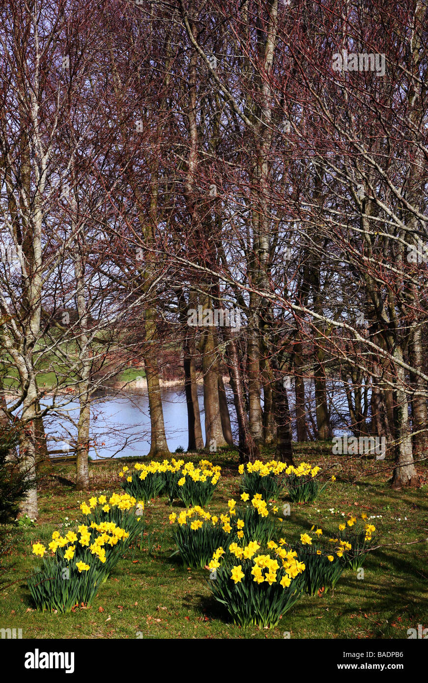 Blumen im Frühling am See, in der Nähe von Sherborne Castle, entworfen von Lancelot Brown für Lord Digby im Jahre 1753 Stockfoto