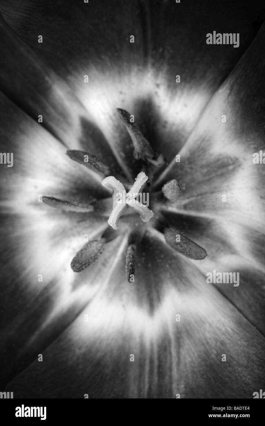 schwarze und weiße Tulpe Stockfoto