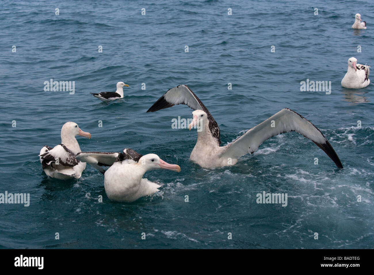 Wandering Albatros Diomedea Exulans Kaikoura Neuseeland Stockfoto