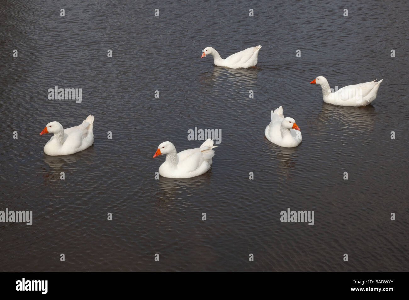 Inländische Emden Gänse am Dorfteich Stockfoto