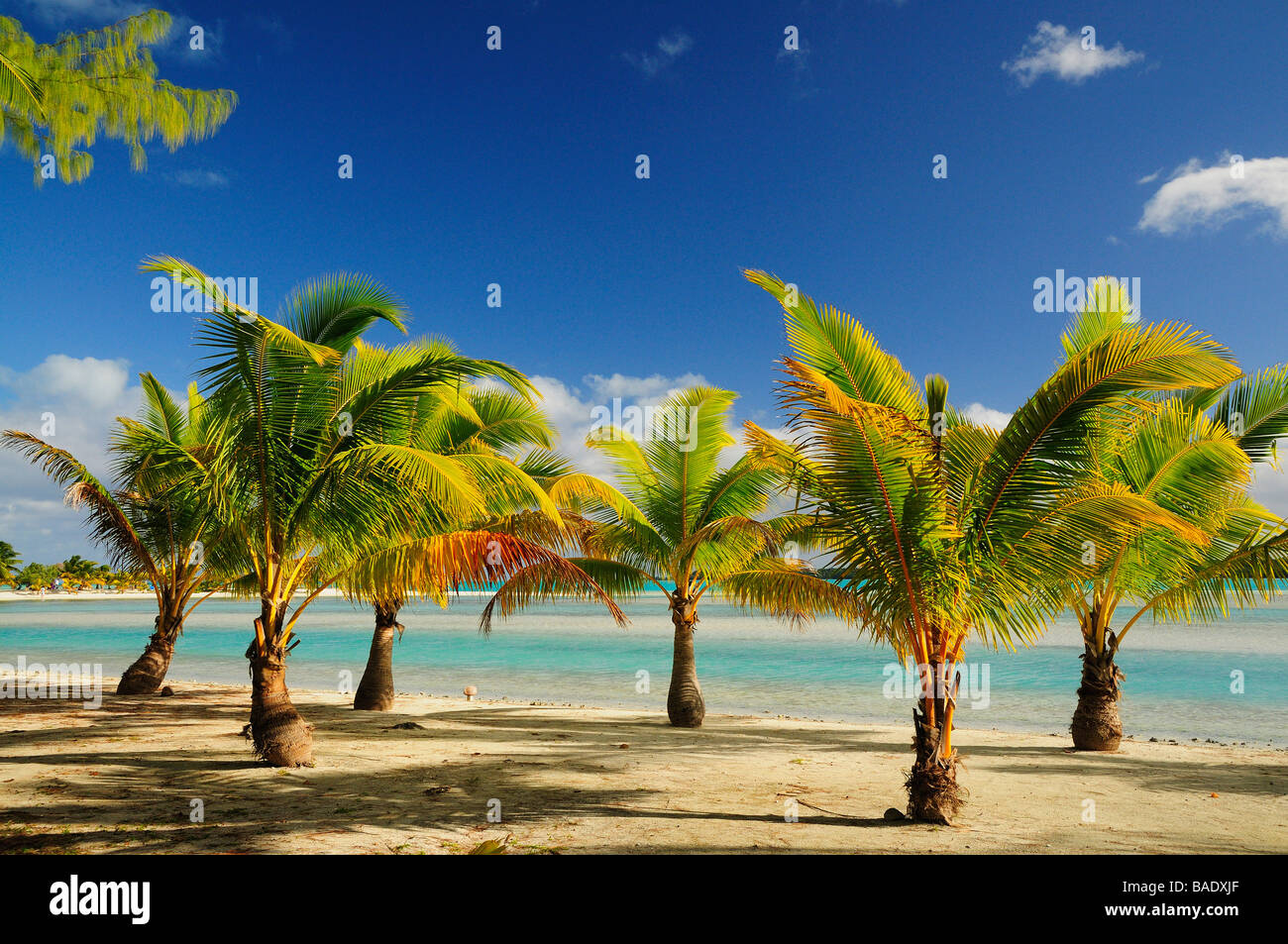 Palmen am Strand, Ootu Halbinsel, Aitutaki, Cook-Inseln Stockfoto