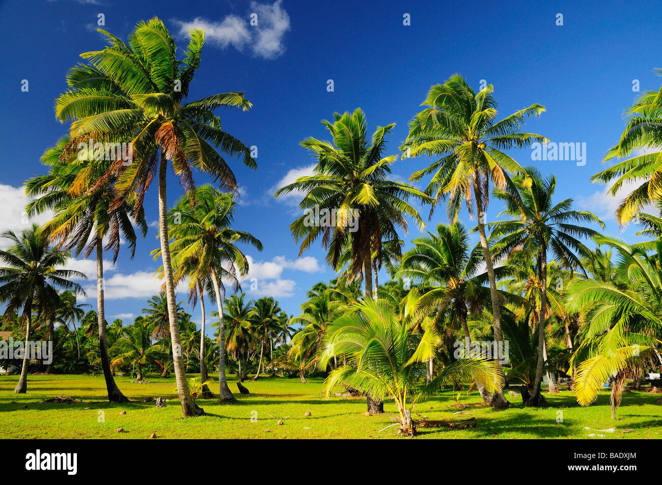 Grove von Palm Trees, Ootu Halbinsel, Aitutaki, Cook-Inseln Stockfoto