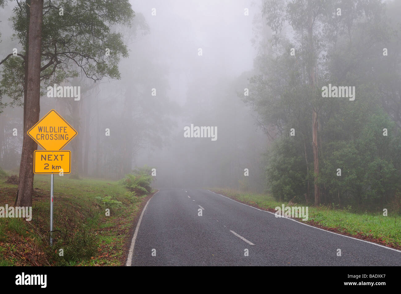 Forststraße in Nebel, Dandenong Ranges, Victoria, Australien Stockfoto