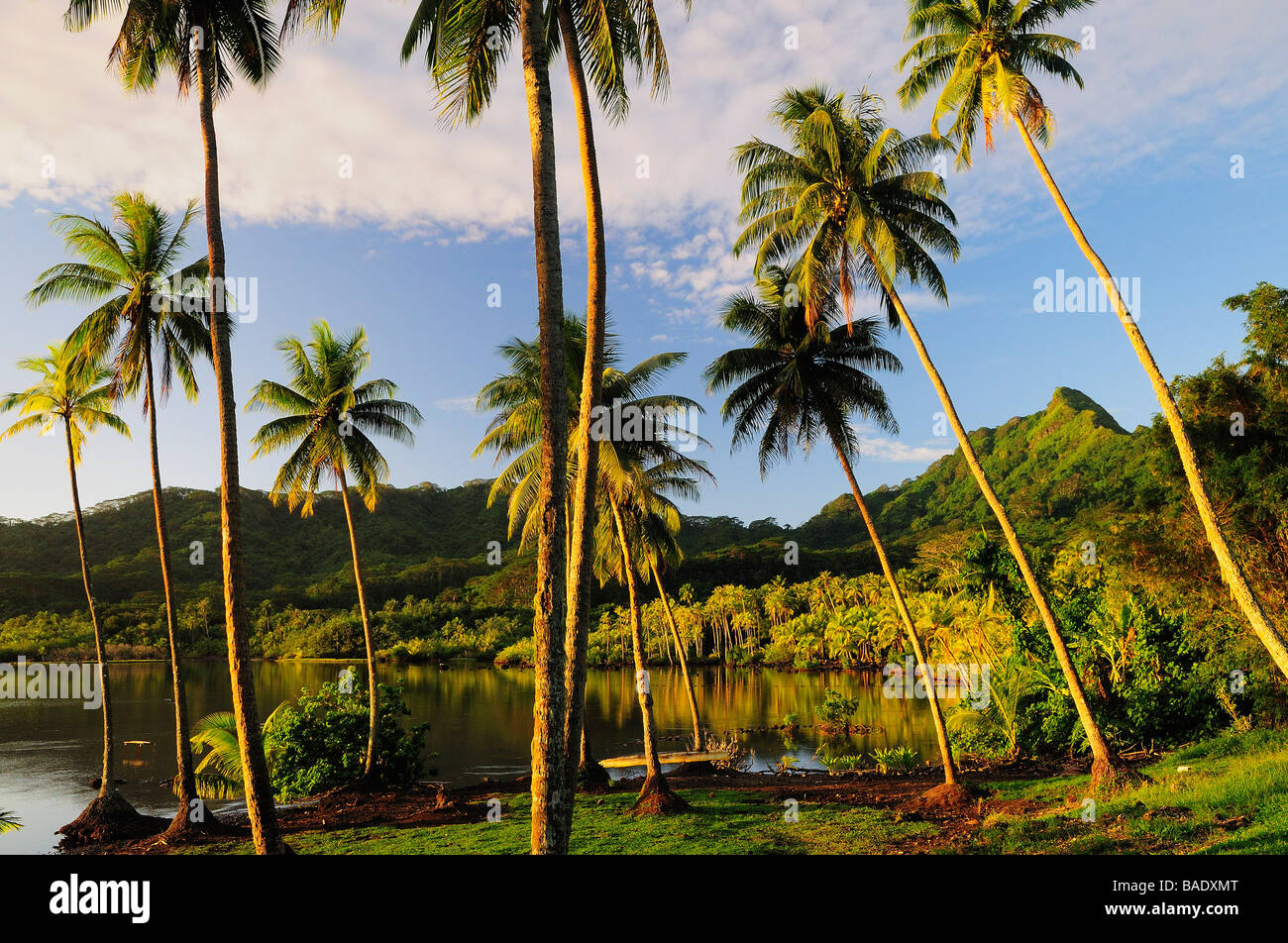 Hain der Palmen von Bay, Huahine, Französisch-Polynesien Stockfoto